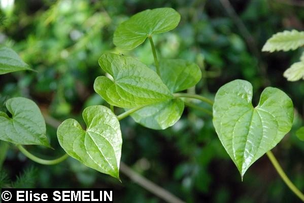 Tamus communis